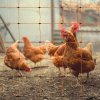 Electric Poultry Netting 50m Roll Fencing Fence & Posts Conductive Hotline Hot Gate Chicken Hen Geese Turkey Net Mesh 11 Wires 120cm 1.2m High 14 Double Spikes FREE Repair Kit & 10 Ground Spikes