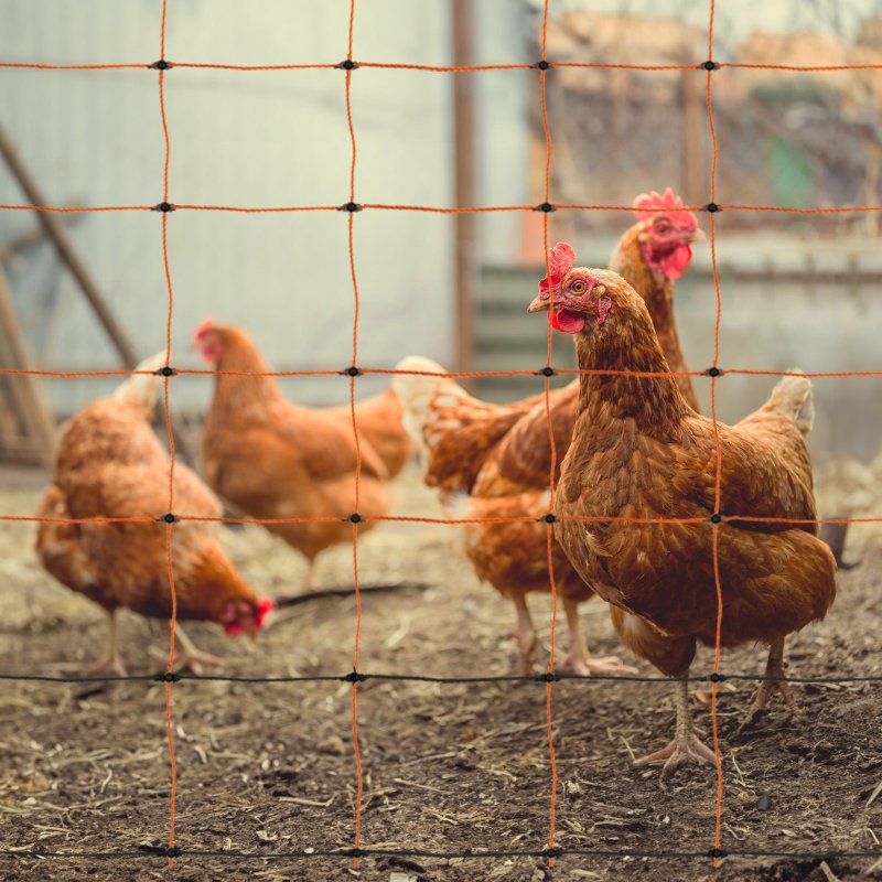 Electric Fence Energiser & Poultry Netting 50m Roll Fencing Battery Powered Controller 10KM Range Chicken Hen Turkey Net Mesh 11 Wires 120cm High 14 Double Spikes Repair Kit Ground Spikes Earth Stake