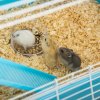 PawHut 5 Tier Hamster Cage, Gerbil Cage with Tube, Water Bottle, Exercise Wheel, Food Dish, 59L x 36W x 69H cm - Light Blue