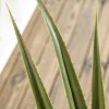 HOMCOM Decorative Artificial Plants Agave Succulent in Pot, Desk Fake Plants for Home Indoor Outdoor Decor, 90cm
