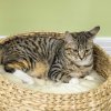 PawHut 72cm Cat Tree for Indoor Cats with 2 Beds, Kitten Tower with Scratching Post, Toy Ball - Beige