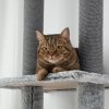 PawHut Floor to Ceiling Cat Tree, 225-255cm Height Adjustable Large Cat Tower 6 Levels Activity Centre for Indoor Cats with Cat Scratching Posts Ramp, Condo Hammock, Play Balls - Grey