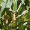HOMCOM Decorative Artificial Plants Bamboo Tree in Pot, Desk Fake Plants for Home Indoor Outdoor Decor, 60cm