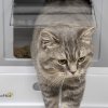 PawHut Cat Litter Tray with Hood Enclosed Cat Litter Box Pet Toilet w/ Lid, Scoop, Front Entry, 47.5 x 35.5 x 36.7cm - Grey